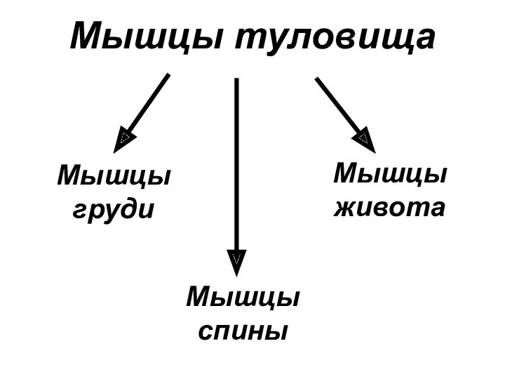 Мышцы груди Мышцы туловища Мышцы живота Мышцы спины