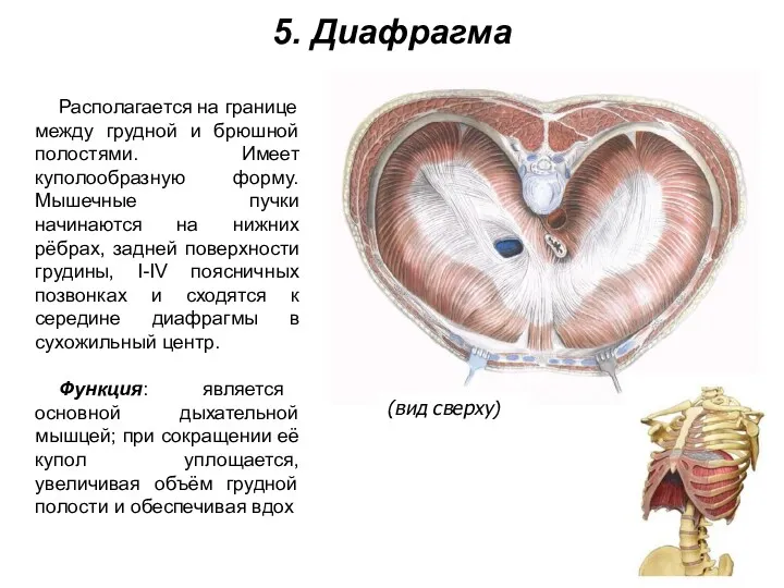 5. Диафрагма Располагается на границе между грудной и брюшной полостями.