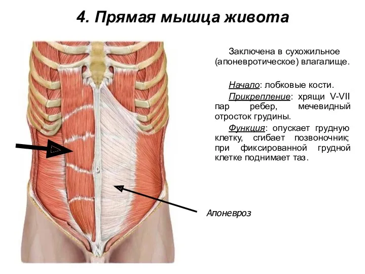 4. Прямая мышца живота Заключена в сухожильное (апоневротическое) влагалище. Начало: