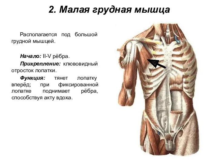 2. Малая грудная мышца Располагается под большой грудной мышцей. Начало: