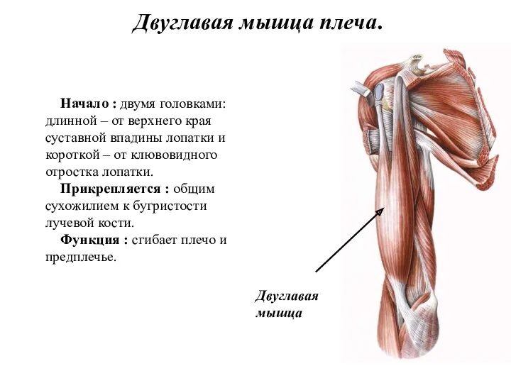 Двуглавая мышца плеча. Начало : двумя головками: длинной – от