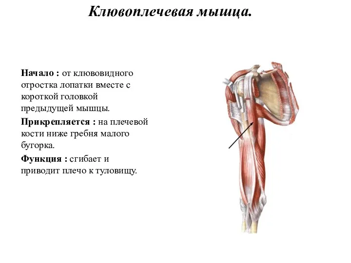 Клювоплечевая мышца. Начало : от клювовидного отростка лопатки вместе с