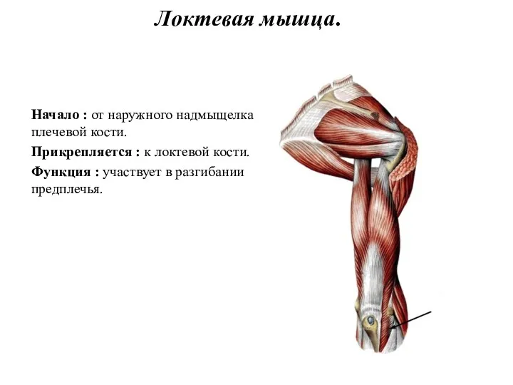 Локтевая мышца. Начало : от наружного надмыщелка плечевой кости. Прикрепляется