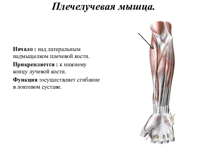 Плечелучевая мышца. Начало : над латеральным надмыщелком плечевой кости. Прикрепляется