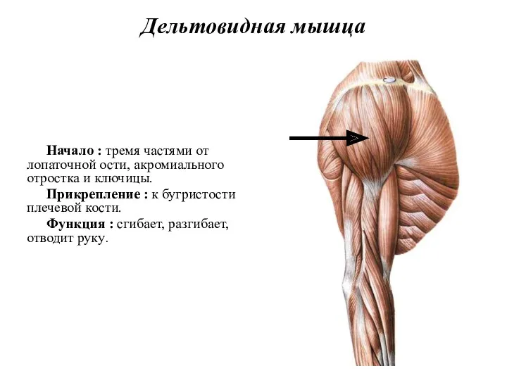Дельтовидная мышца Начало : тремя частями от лопаточной ости, акромиального