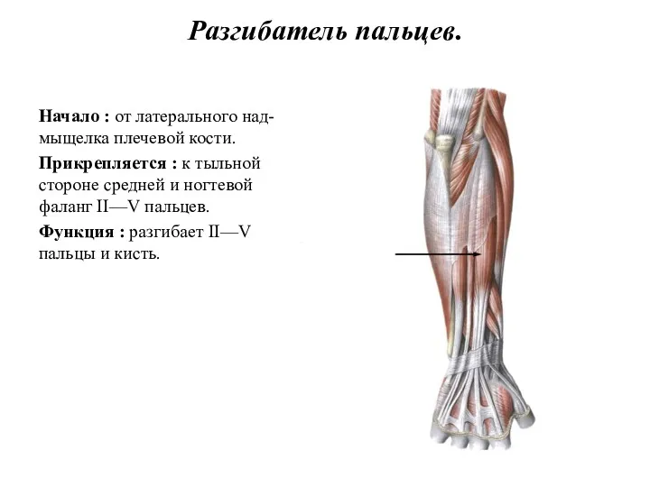 Разгибатель пальцев. Начало : от латерального над- мыщелка плечевой кости.