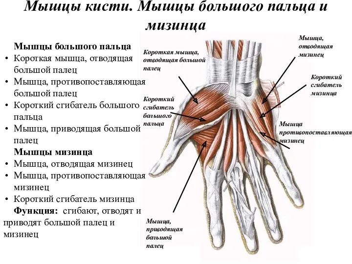 Мышцы кисти. Мышцы большого пальца и мизинца Мышцы большого пальца