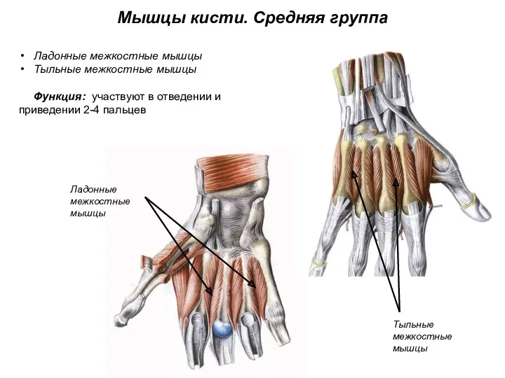 Мышцы кисти. Средняя группа Ладонные межкостные мышцы Тыльные межкостные мышцы