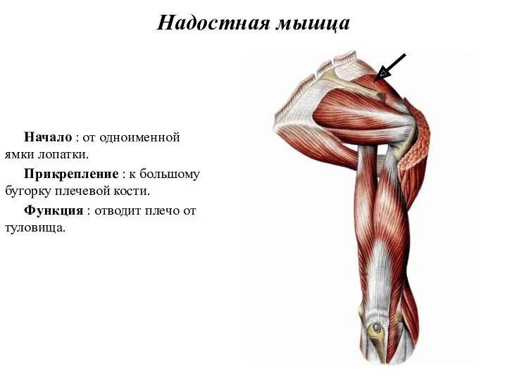 Надостная мышца Начало : от одноименной ямки лопатки. Прикрепление :