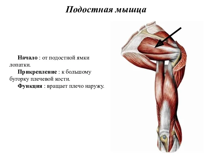 Подостная мышца Начало : от подостной ямки лопатки. Прикрепление :