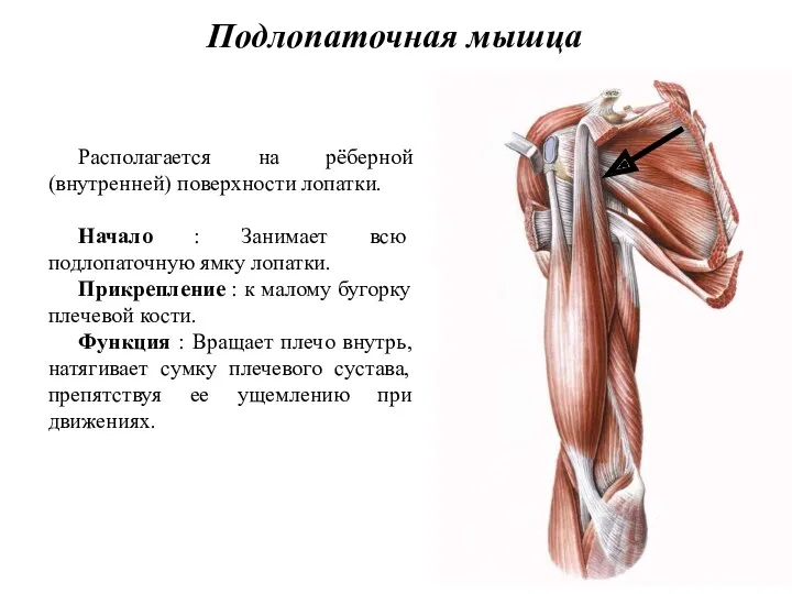 Подлопаточная мышца Располагается на рёберной (внутренней) поверхности лопатки. Начало :