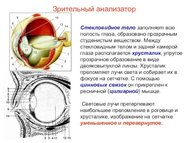 Стекловидное тело заполняет всю полость глаза, образовано прозрачным студенистым веществом. Между стекловидным телом