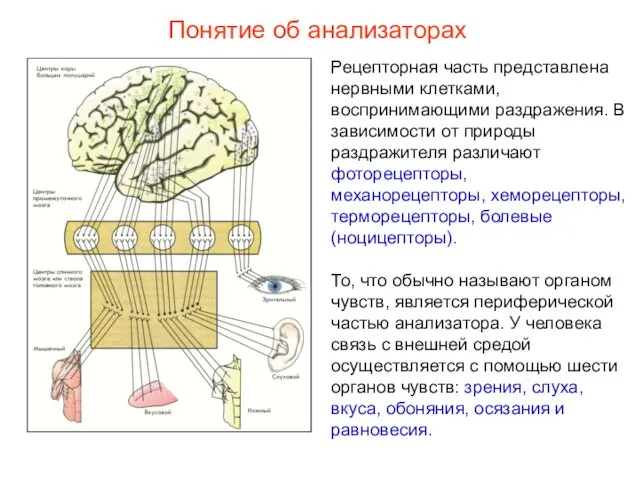 Рецепторная часть представлена нервными клетками, воспринимающими раздражения. В зависимости от