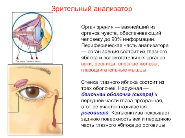 Зрительный анализатор Орган зрения — важнейший из органов чувств, обеспечивающий