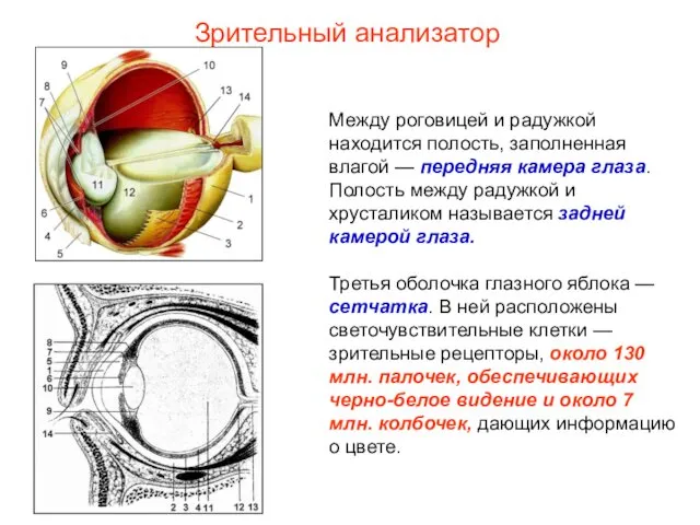 Между роговицей и радужкой находится полость, заполненная влагой — передняя камера глаза. Полость