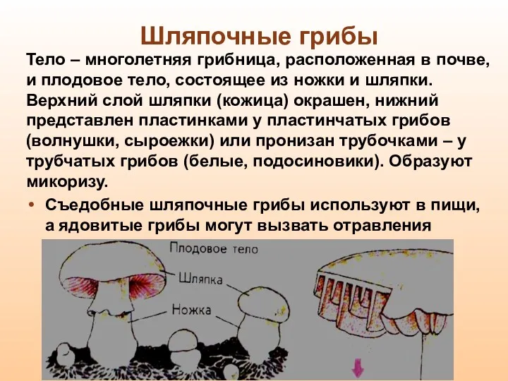 Шляпочные грибы Тело – многолетняя грибница, расположенная в почве, и