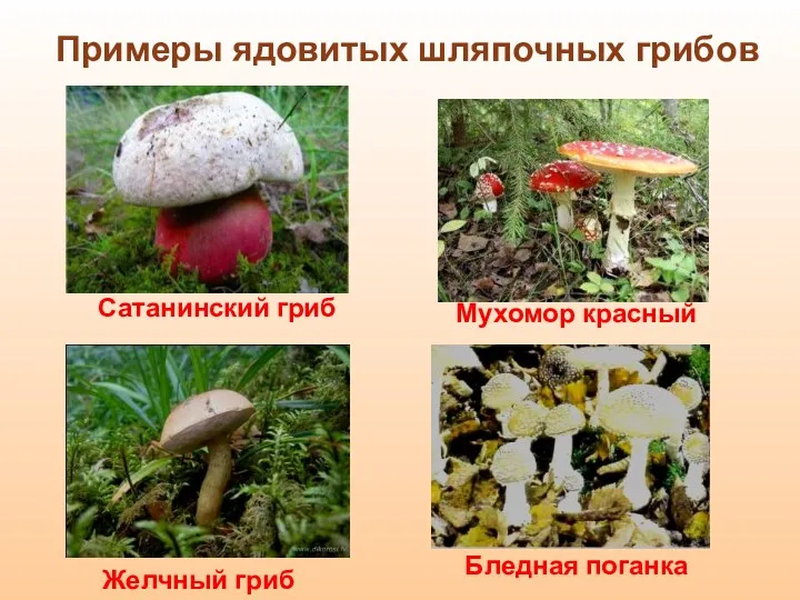 Сатанинский гриб Желчный гриб Мухомор красный Бледная поганка Примеры ядовитых шляпочных грибов