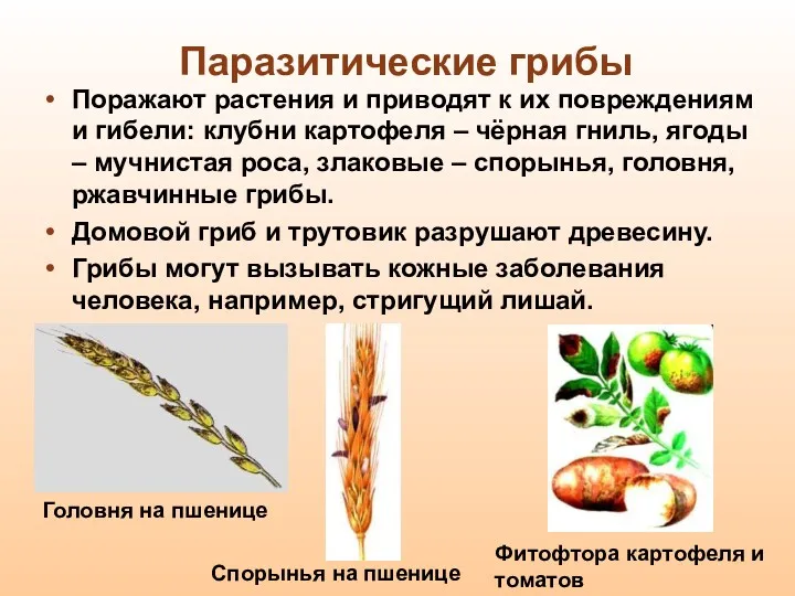 Паразитические грибы Поражают растения и приводят к их повреждениям и