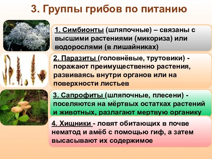 3. Группы грибов по питанию 3. Сапрофиты (шляпочные, плесени) -