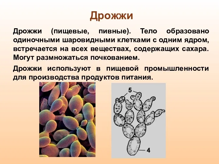 Дрожжи Дрожжи (пищевые, пивные). Тело образовано одиночными шаровидными клетками с