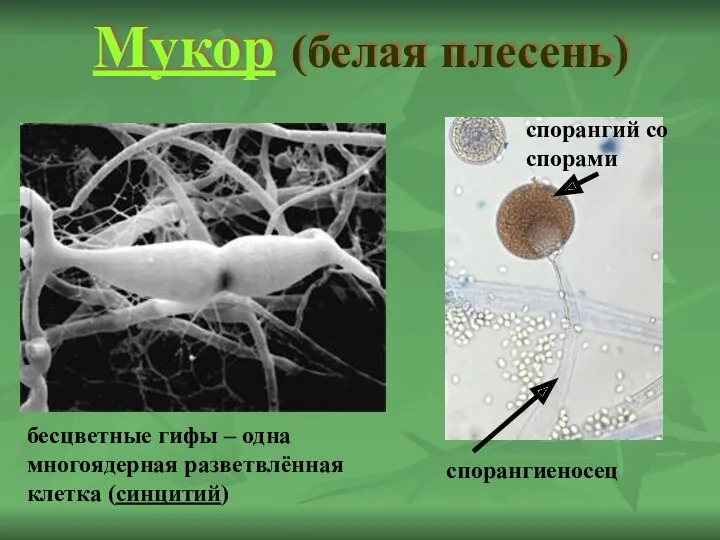 Мукор (белая плесень) бесцветные гифы – одна многоядерная разветвлённая клетка (синцитий) спорангиеносец спорангий со спорами