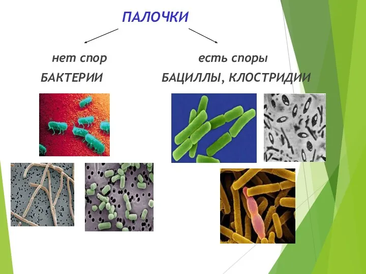 ПАЛОЧКИ нет спор есть споры БАКТЕРИИ БАЦИЛЛЫ, КЛОСТРИДИИ