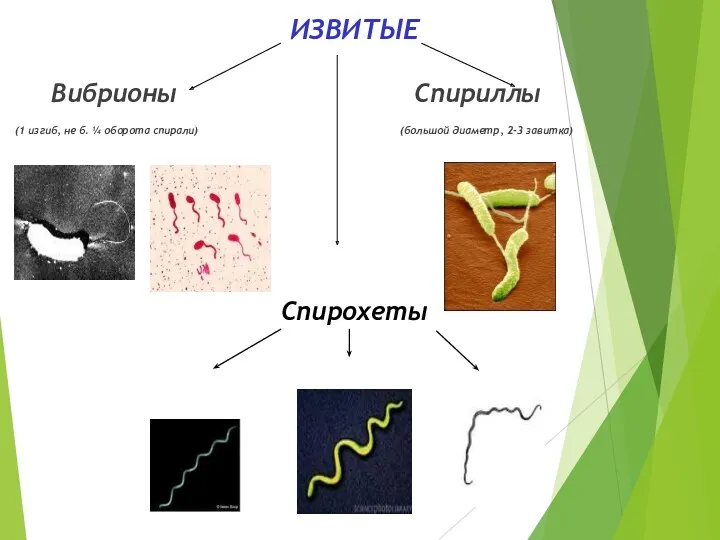 ИЗВИТЫЕ Вибрионы Спириллы (1 изгиб, не б. ¼ оборота спирали) (большой диаметр, 2-3 завитка) Спирохеты