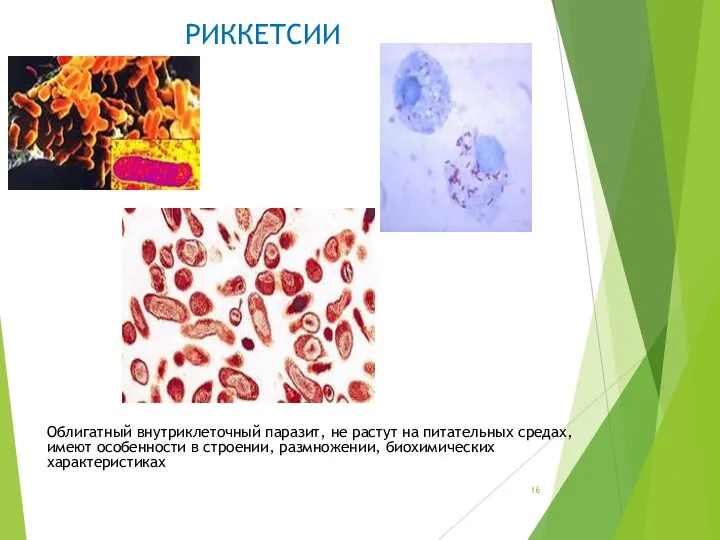 Облигатный внутриклеточный паразит, не растут на питательных средах, имеют особенности в строении, размножении, биохимических характеристиках РИККЕТСИИ