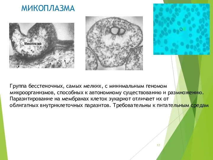 МИКОПЛАЗМА Группа бесстеночных, самых мелких, с минимальным геномом микроорганизмов, способных