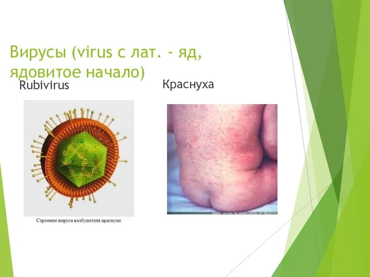 Вирусы (virus с лат. - яд, ядовитое начало) Rubivirus Краснуха