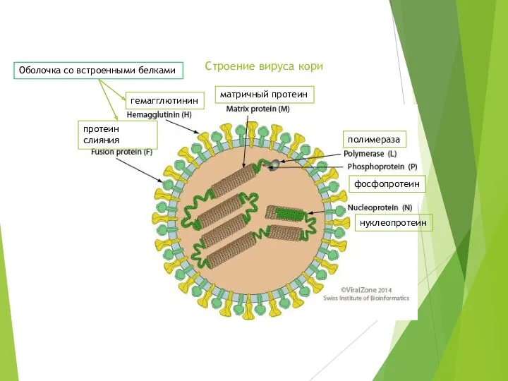 Строение вируса кори полимераза протеин слияния матричный протеин гемагглютинин фосфопротеин нуклеопротеин Оболочка со встроенными белками