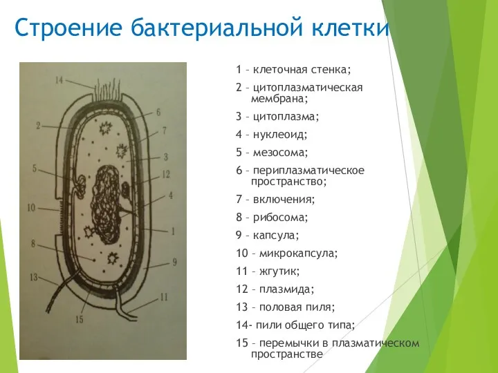 Строение бактериальной клетки 1 – клеточная стенка; 2 – цитоплазматическая