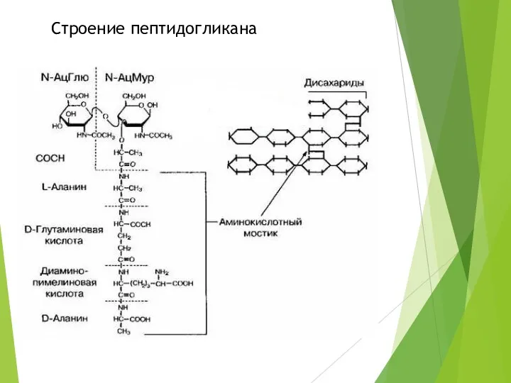 Строение пептидогликана