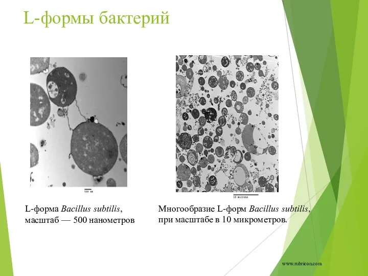 L-формы бактерий L-форма Bacillus subtilis, масштаб — 500 нанометров Многообразие