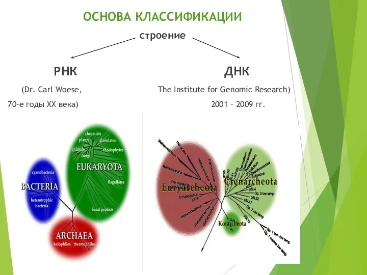 ОСНОВА КЛАССИФИКАЦИИ строение РНК ДНК (Dr. Carl Woese, The Institute