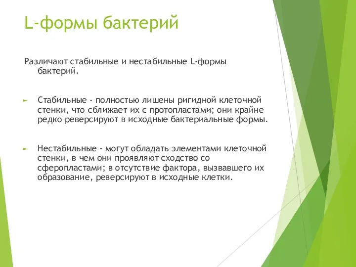 L-формы бактерий Различают стабильные и нестабильные L-формы бактерий. Стабильные -