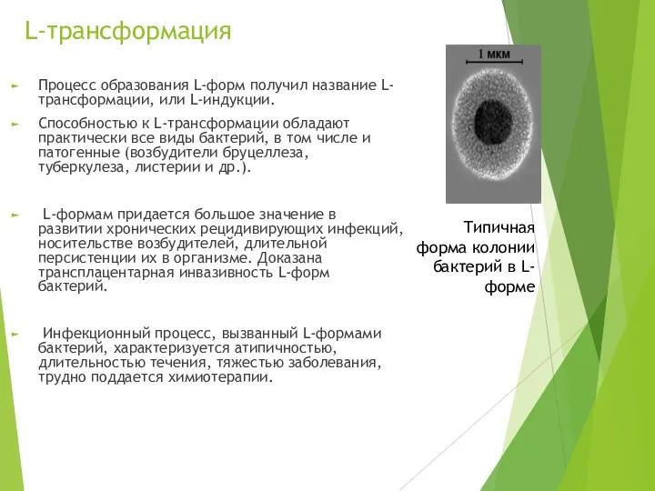 L-трансформация Процесс образования L-форм получил название L-трансформации, или L-индукции. Способностью