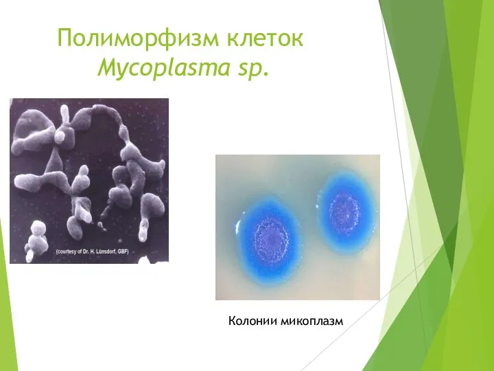 Полиморфизм клеток Mycoplasma sp. Колонии микоплазм