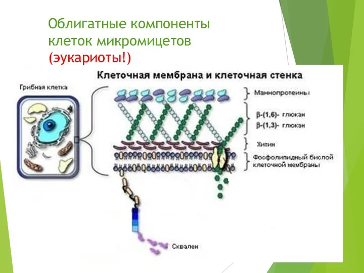 Облигатные компоненты клеток микромицетов (эукариоты!)