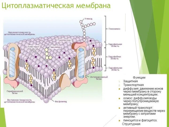 Цитоплазматическая мембрана