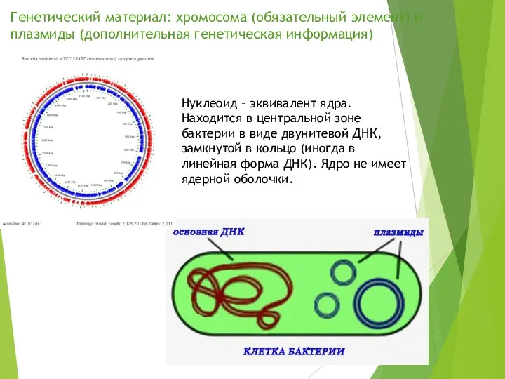 Генетический материал: хромосома (обязательный элемент) и плазмиды (дополнительная генетическая информация)