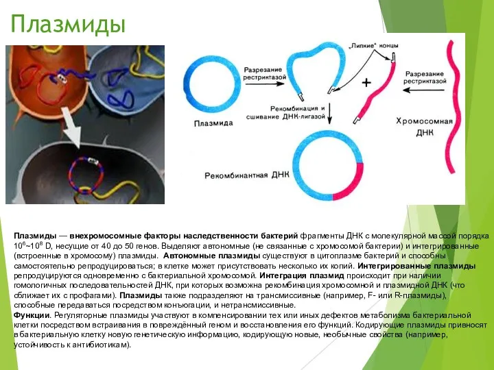 Плазмиды Плазмиды — внехромосомные факторы наследственности бактерий фрагменты ДНК с