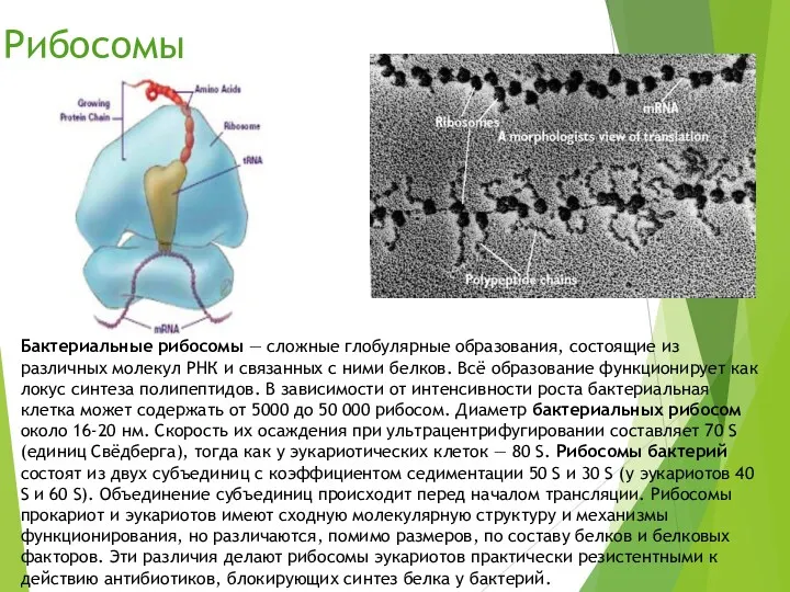 Рибосомы Бактериальные рибосомы — сложные глобулярные образования, состоящие из различных