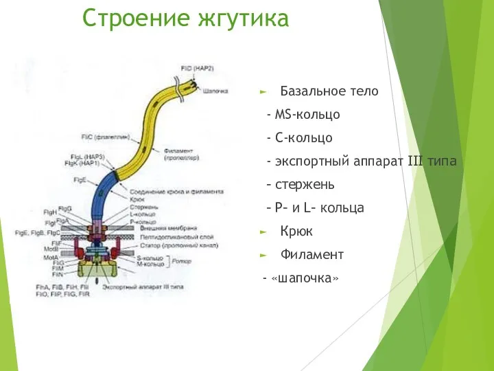 Базальное тело - MS-кольцо - C-кольцо - экспортный аппарат ΙΙΙ