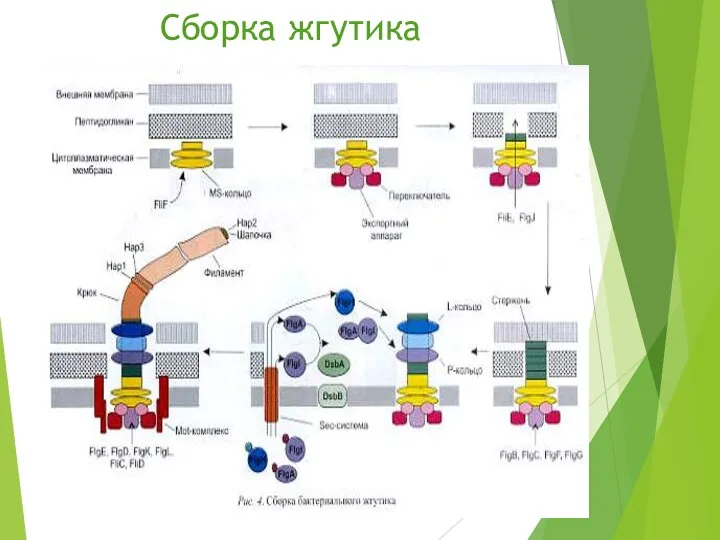 Сборка жгутика