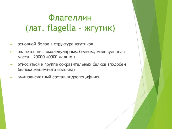 Флагеллин (лат. flagella – жгутик) основной белок в структуре жгутиков