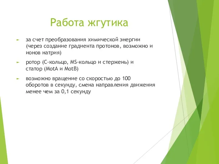 Работа жгутика за счет преобразования химической энергии (через создание градиента