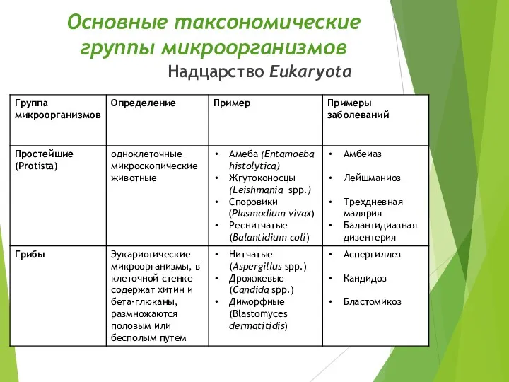 Основные таксономические группы микроорганизмов Надцарство Eukaryota