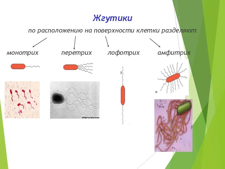 Жгутики по расположению на поверхности клетки разделяют монотрих перетрих лофотрих амфитрих