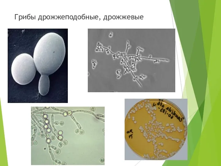 Грибы дрожжеподобные, дрожжевые